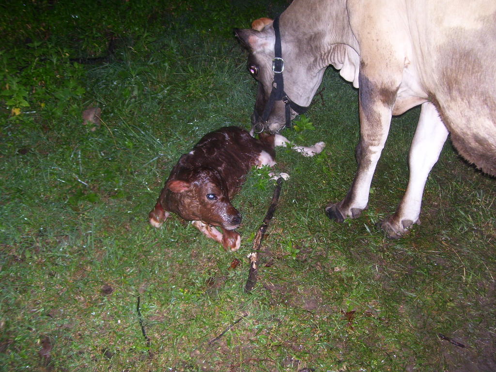 New_baby_calf