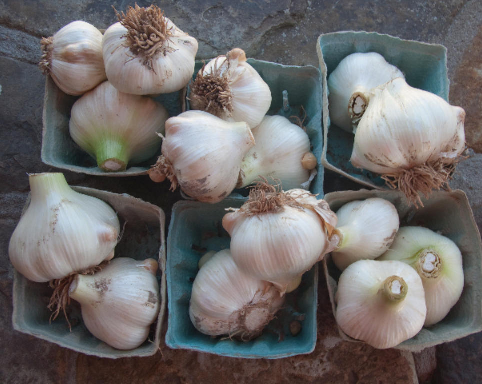 Garlic-5140