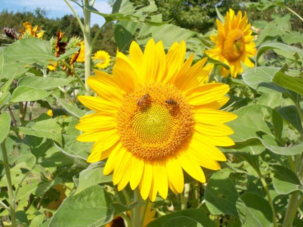 Sunflower_with_bees